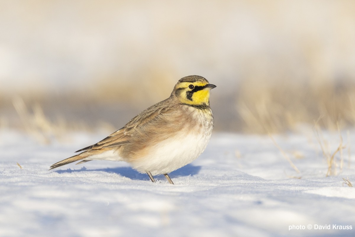 Horned Lark - ML629048080