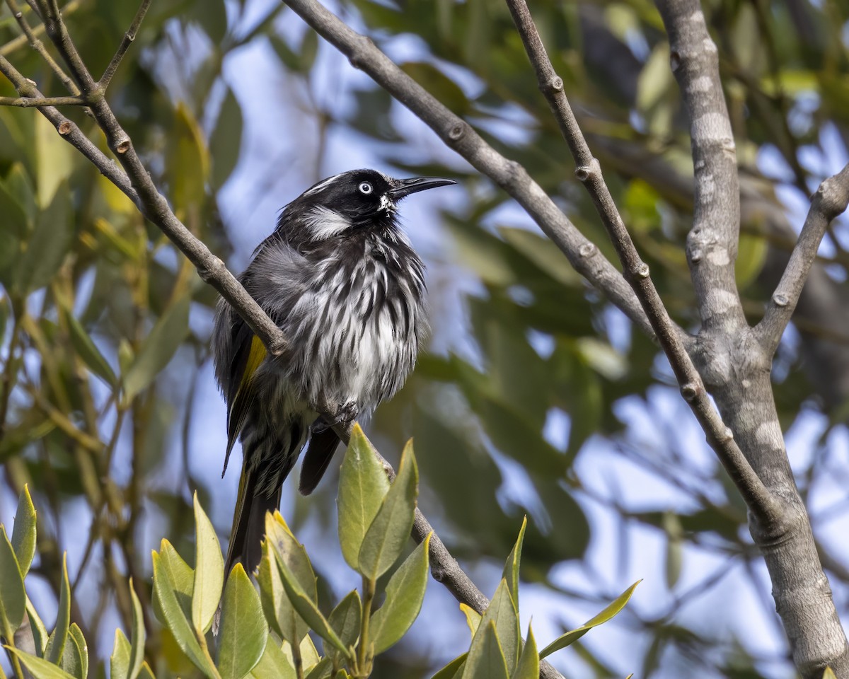 New Holland Honeyeater - ML629048087