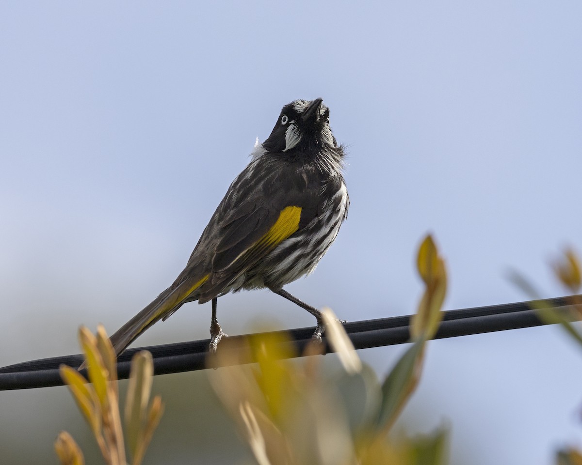 New Holland Honeyeater - ML629048093