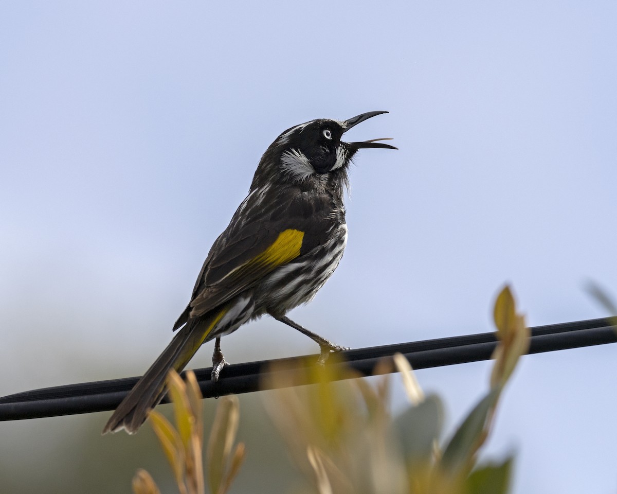 New Holland Honeyeater - ML629048098