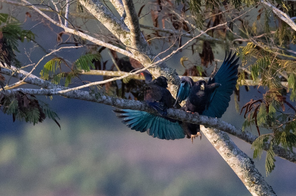 Bronze-winged Parrot - ML629048138