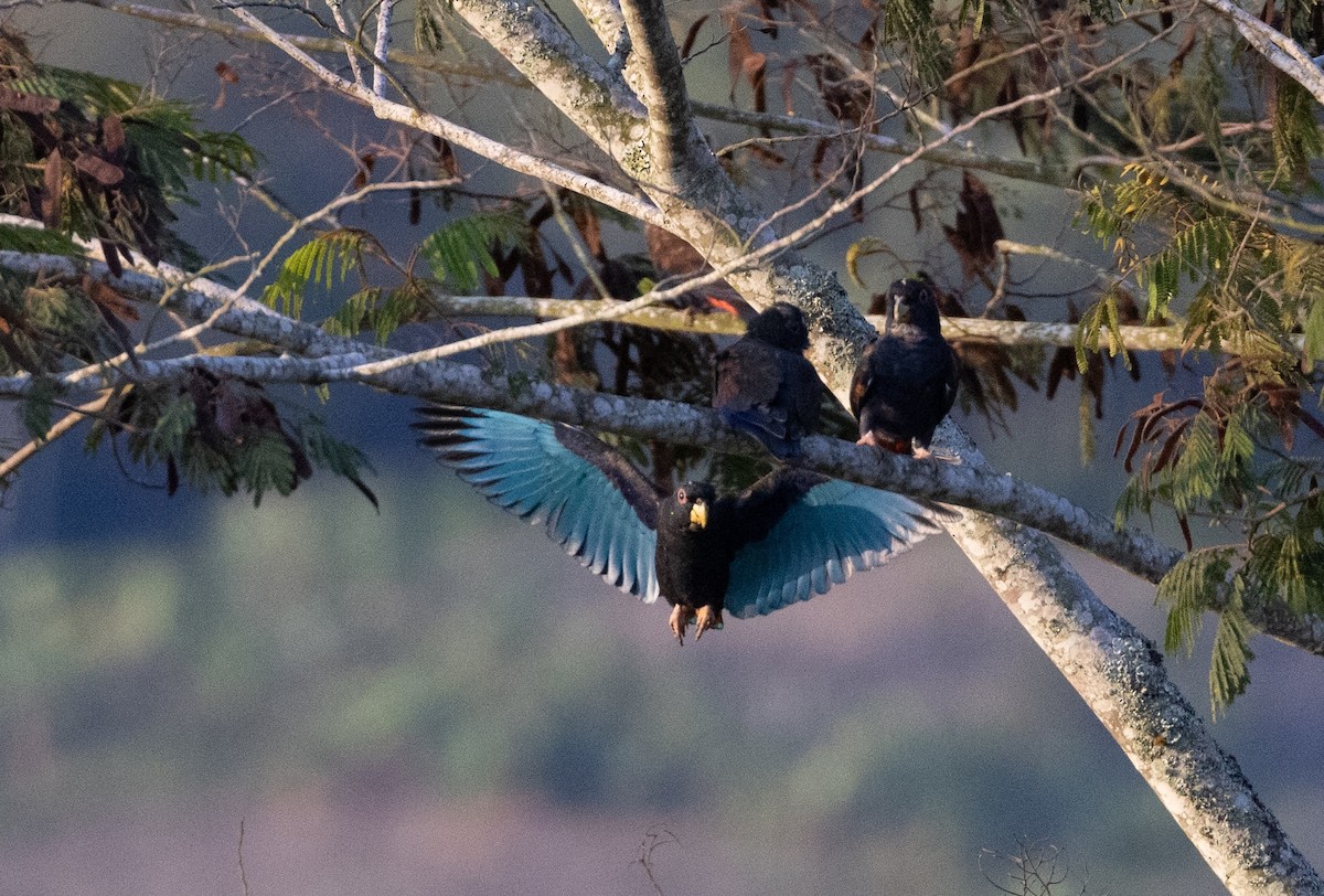 Bronze-winged Parrot - ML629048139