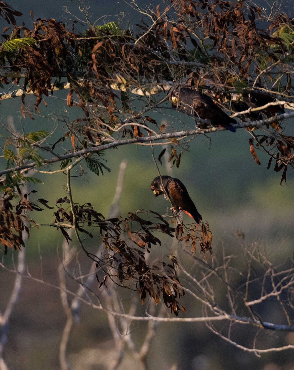 Bronze-winged Parrot - ML629048140