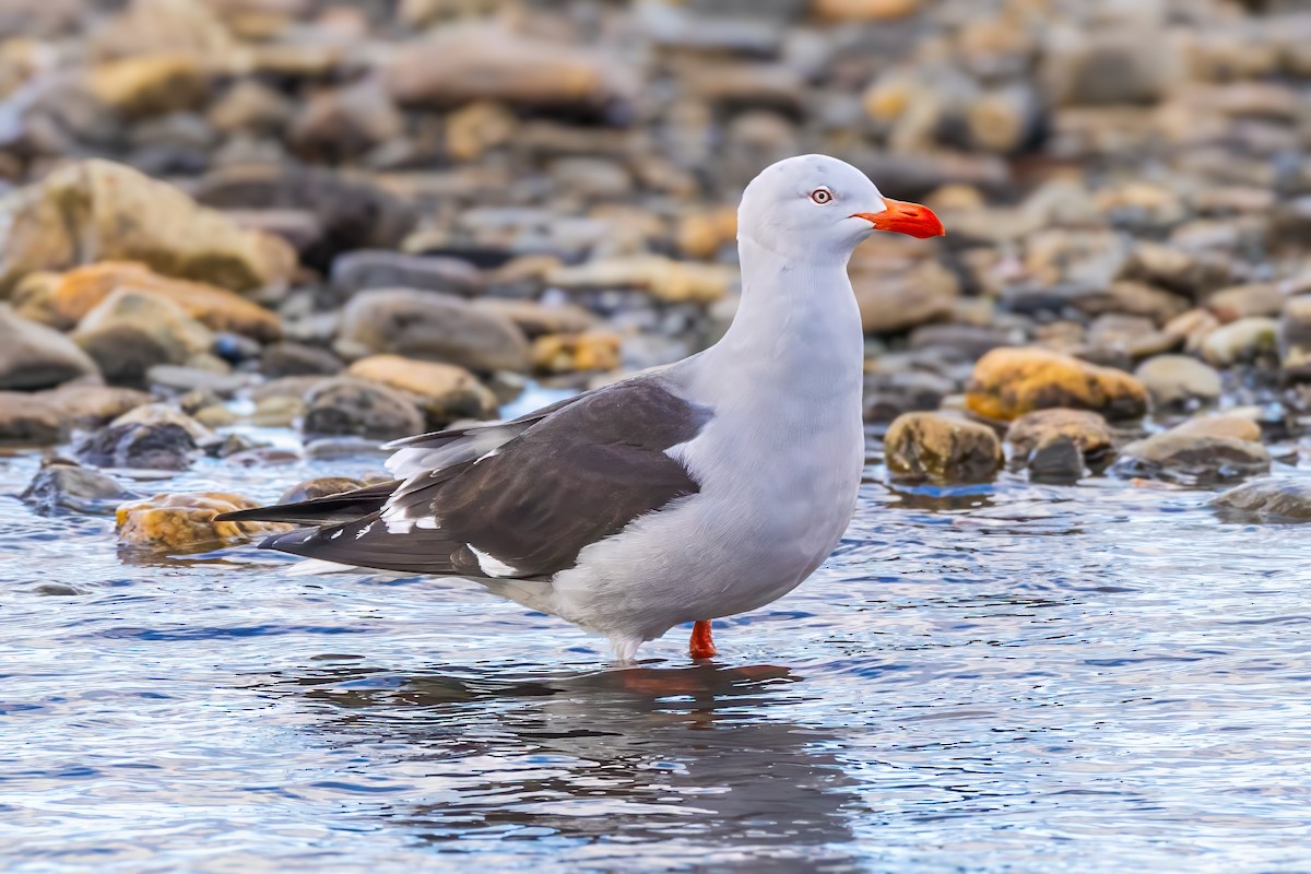 Dolphin Gull - ML629048175