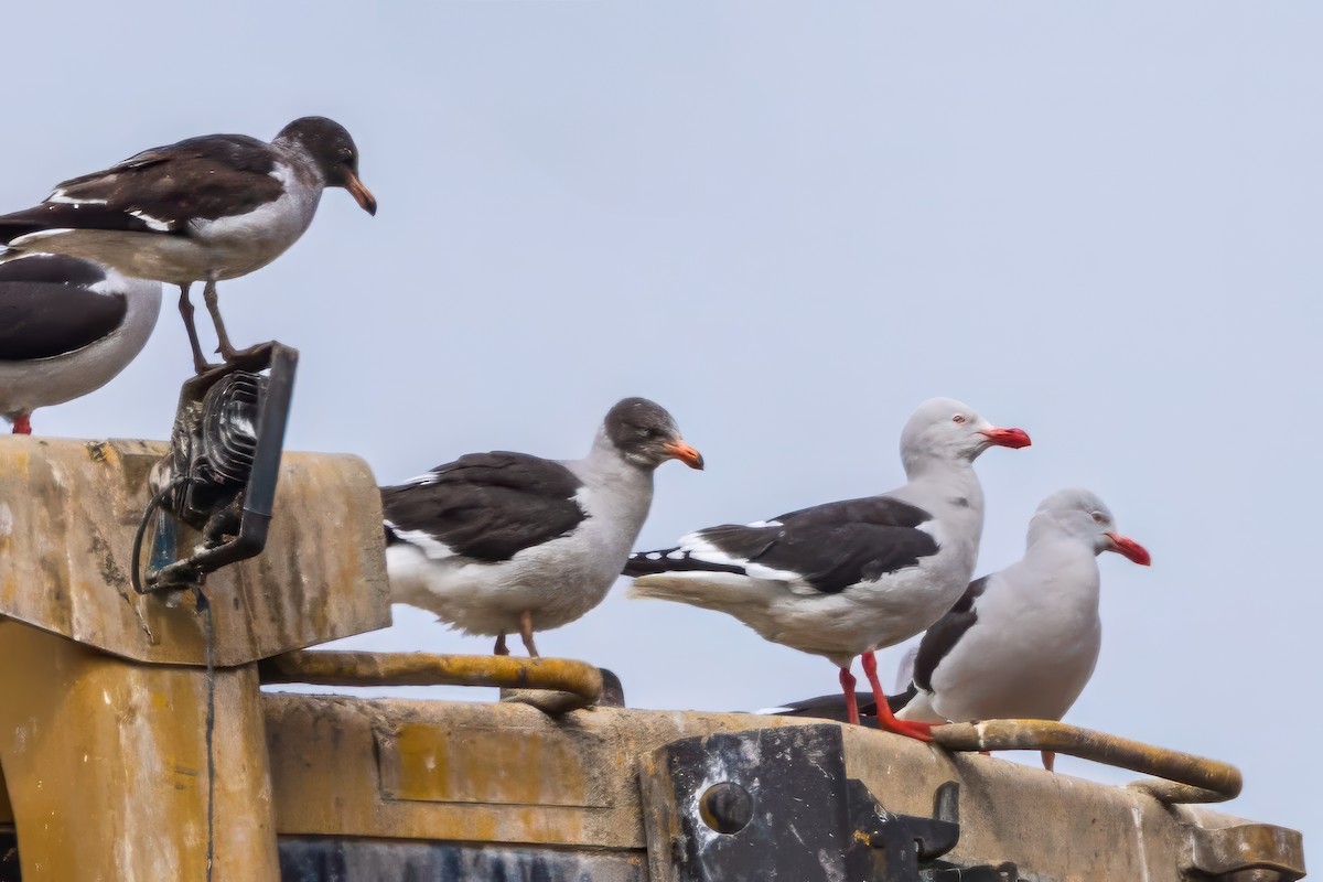 Dolphin Gull - ML629048238