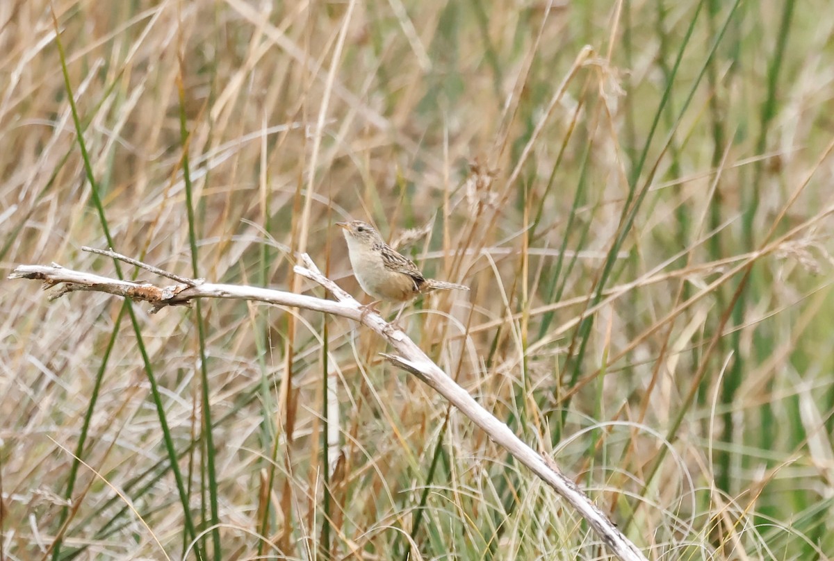 Grass Wren (Austral) - ML629048270