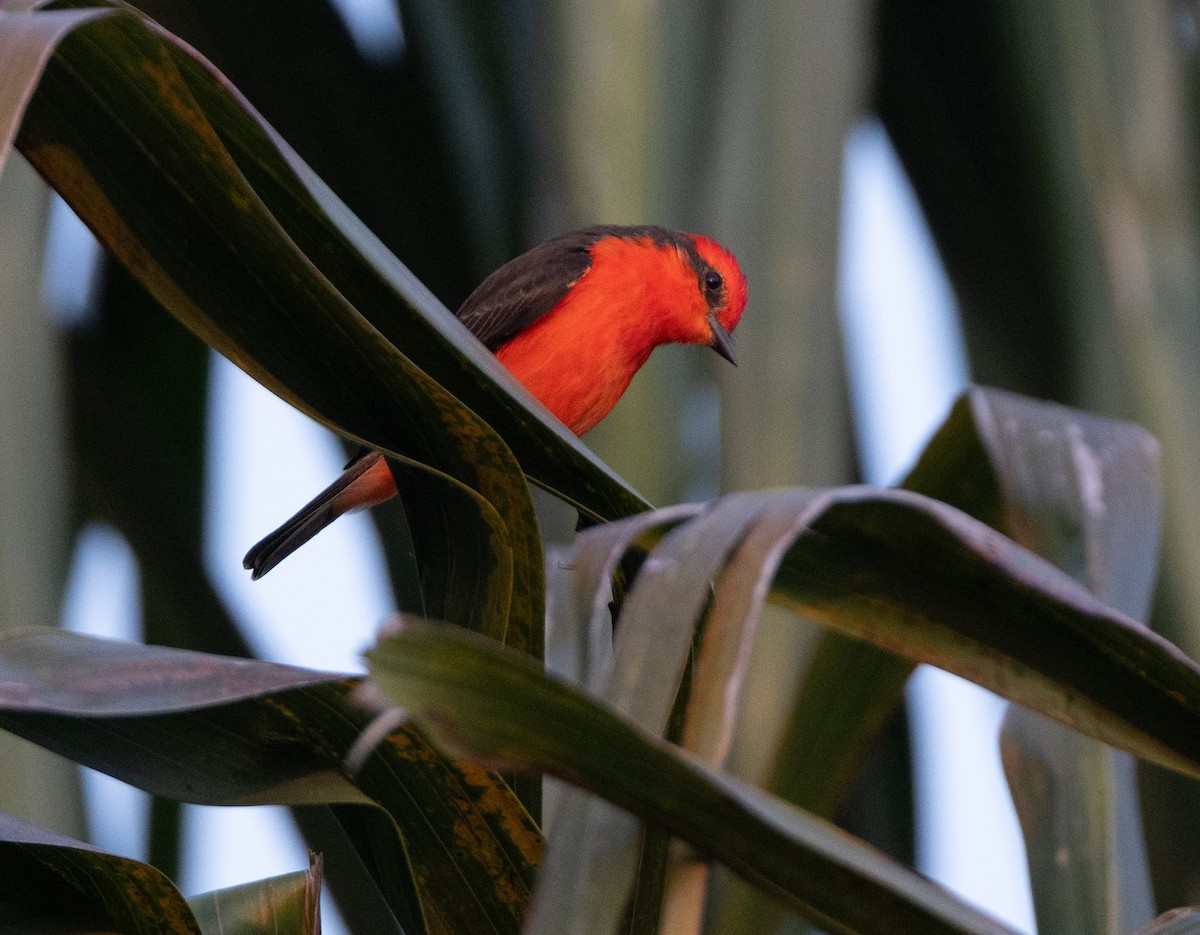 Vermilion Flycatcher - ML629048557
