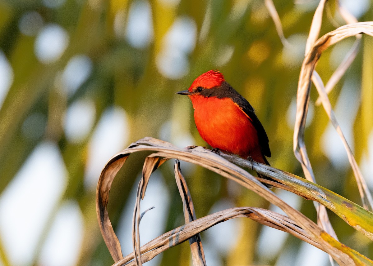 Vermilion Flycatcher - ML629048559