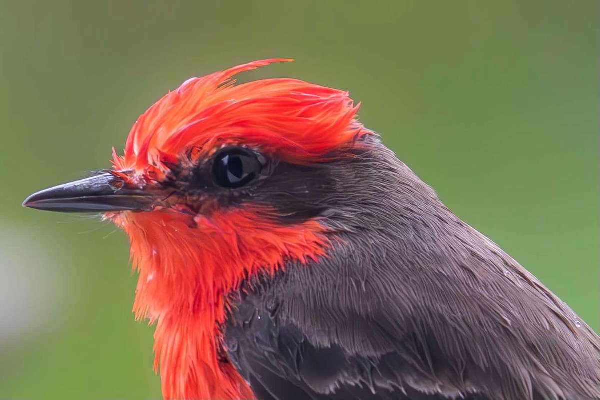 Vermilion Flycatcher - ML629048621