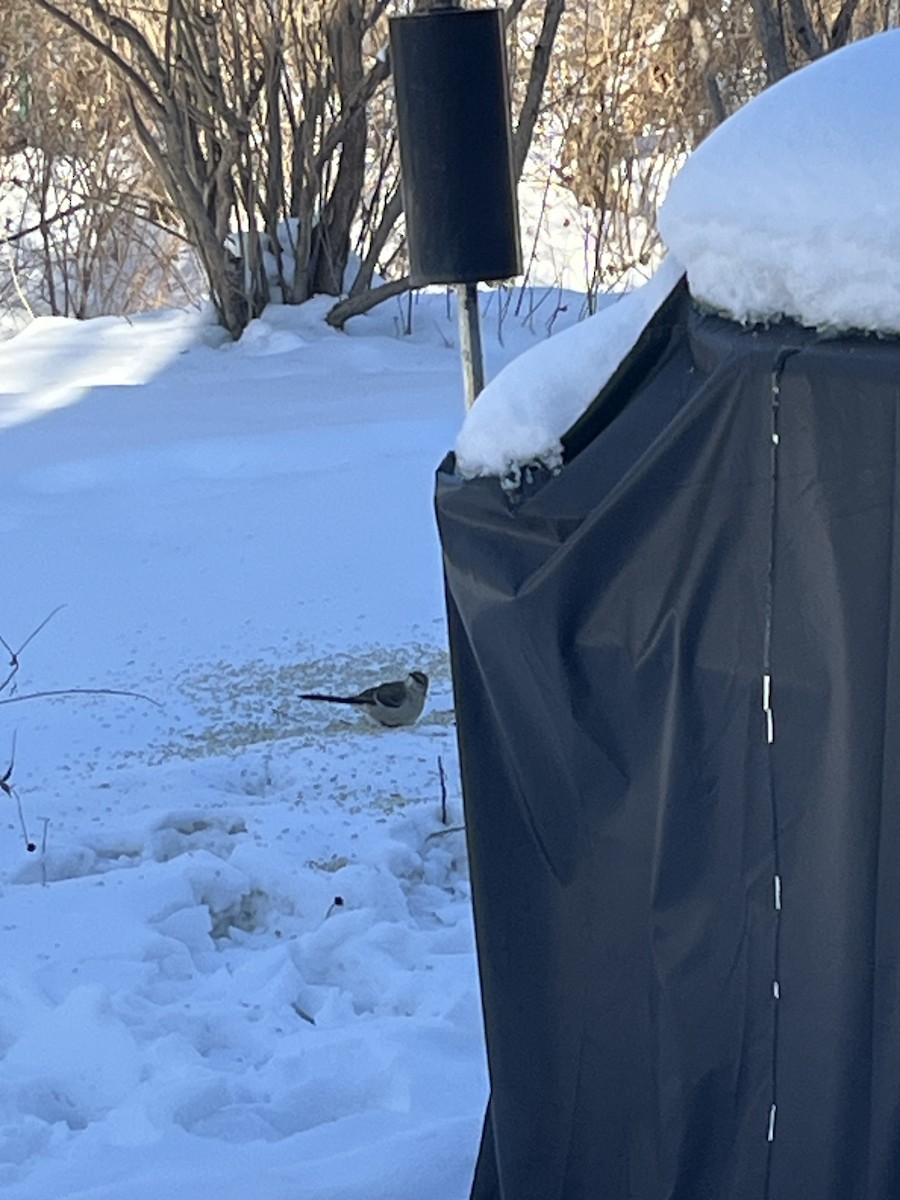 drozdec mnohohlasý - ML629048785