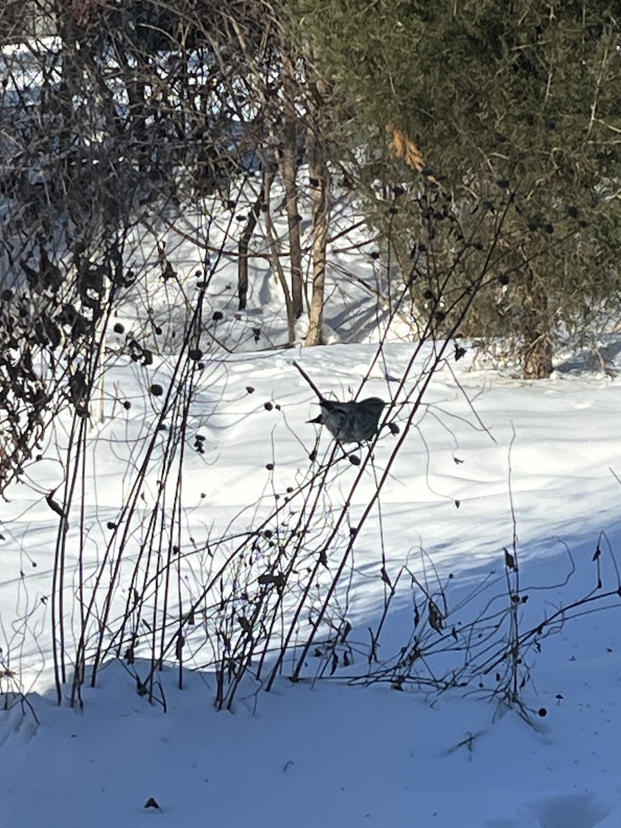 drozdec mnohohlasý - ML629048786