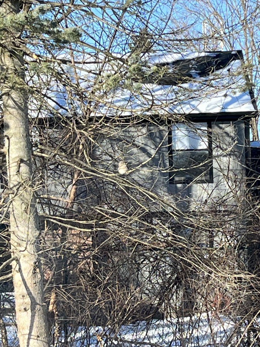 drozdec mnohohlasý - ML629048787