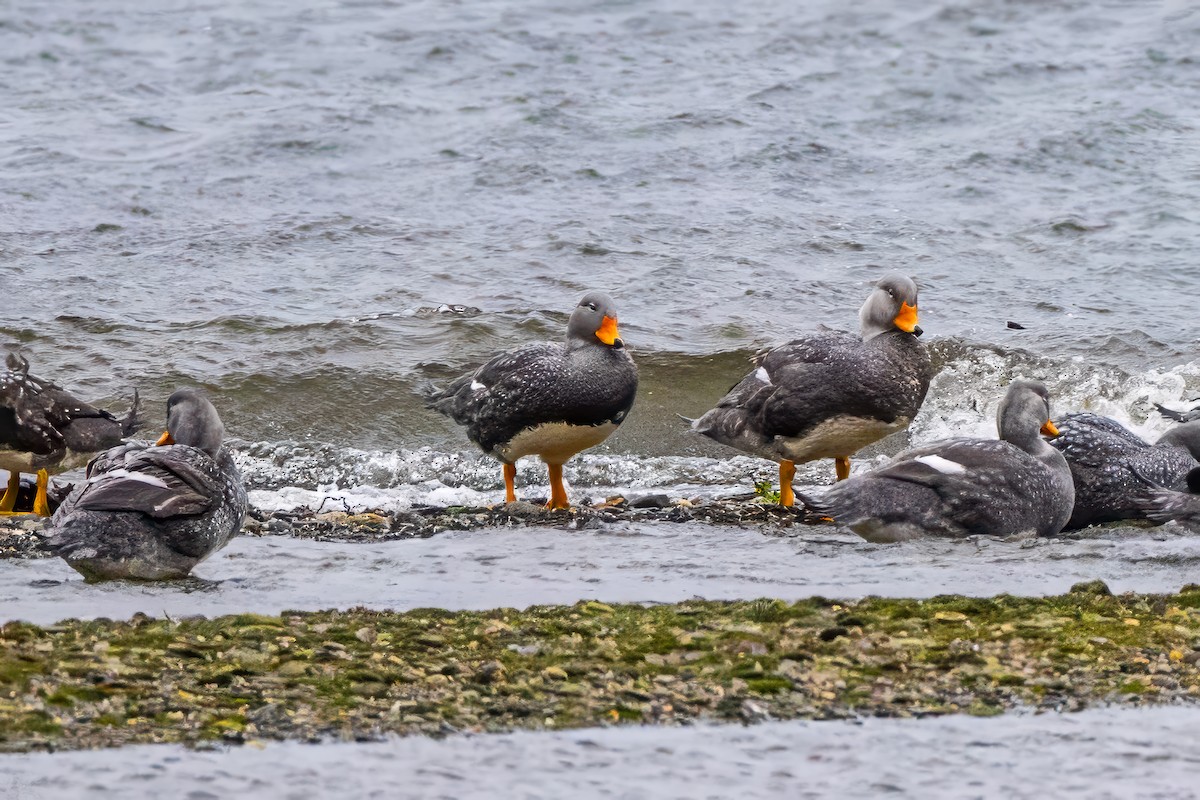 Flightless Steamer-Duck - ML629048843