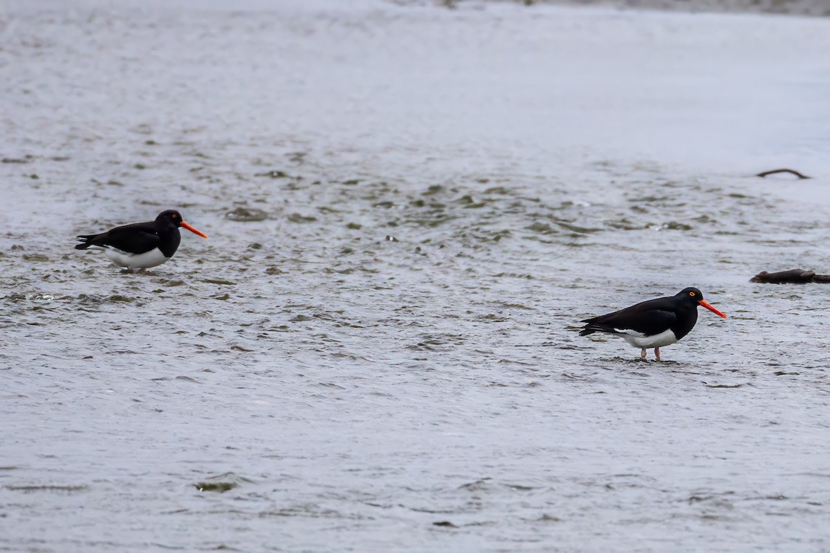 Magellanic Oystercatcher - ML629048852