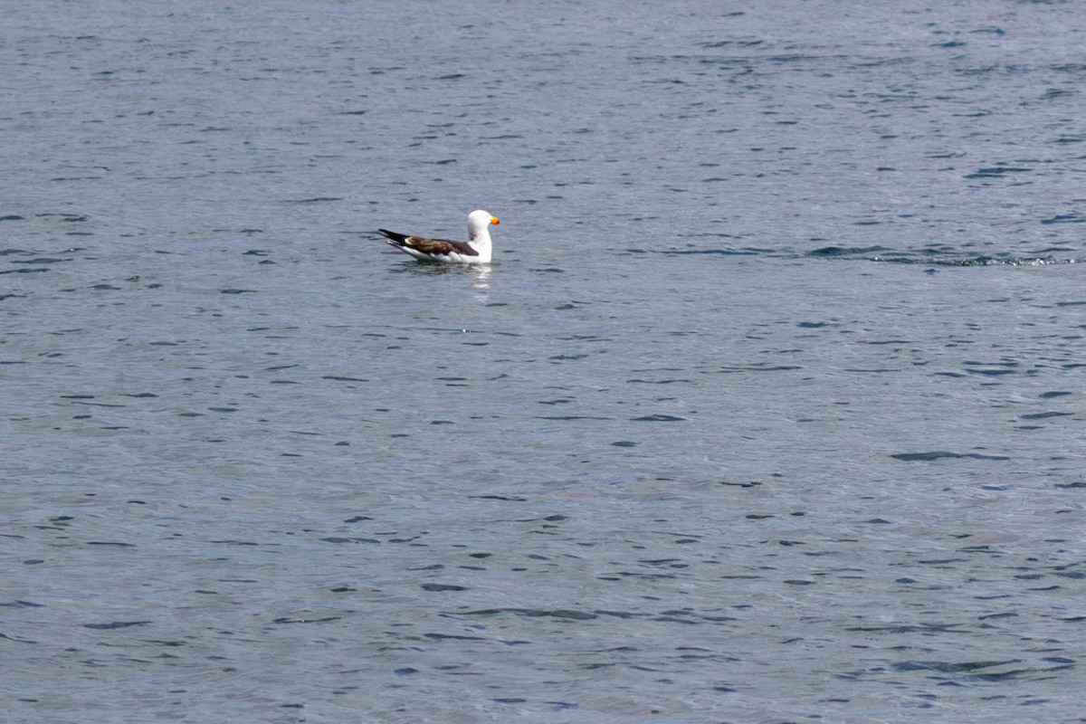 Pacific Gull - ML629048940