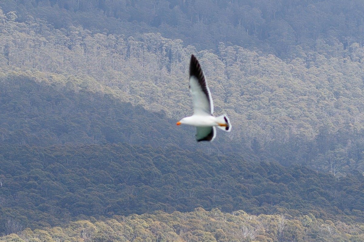 Pacific Gull - ML629048941