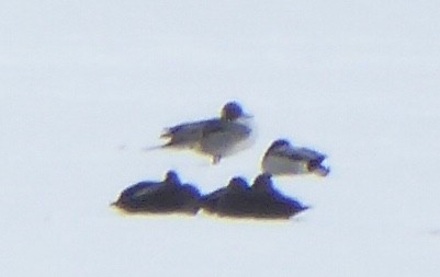 Northern Pintail - ML629049135