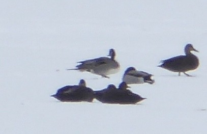 Northern Pintail - ML629049136