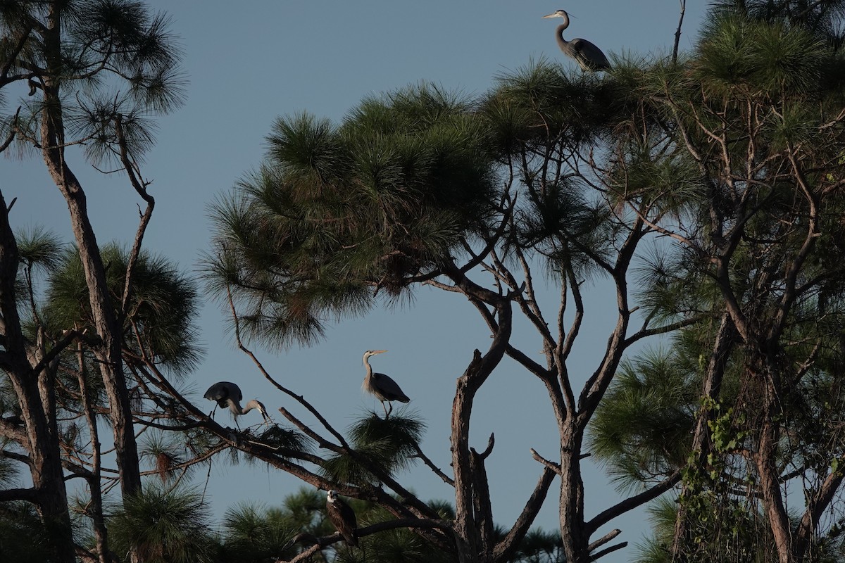 Great Blue Heron - ML629049213
