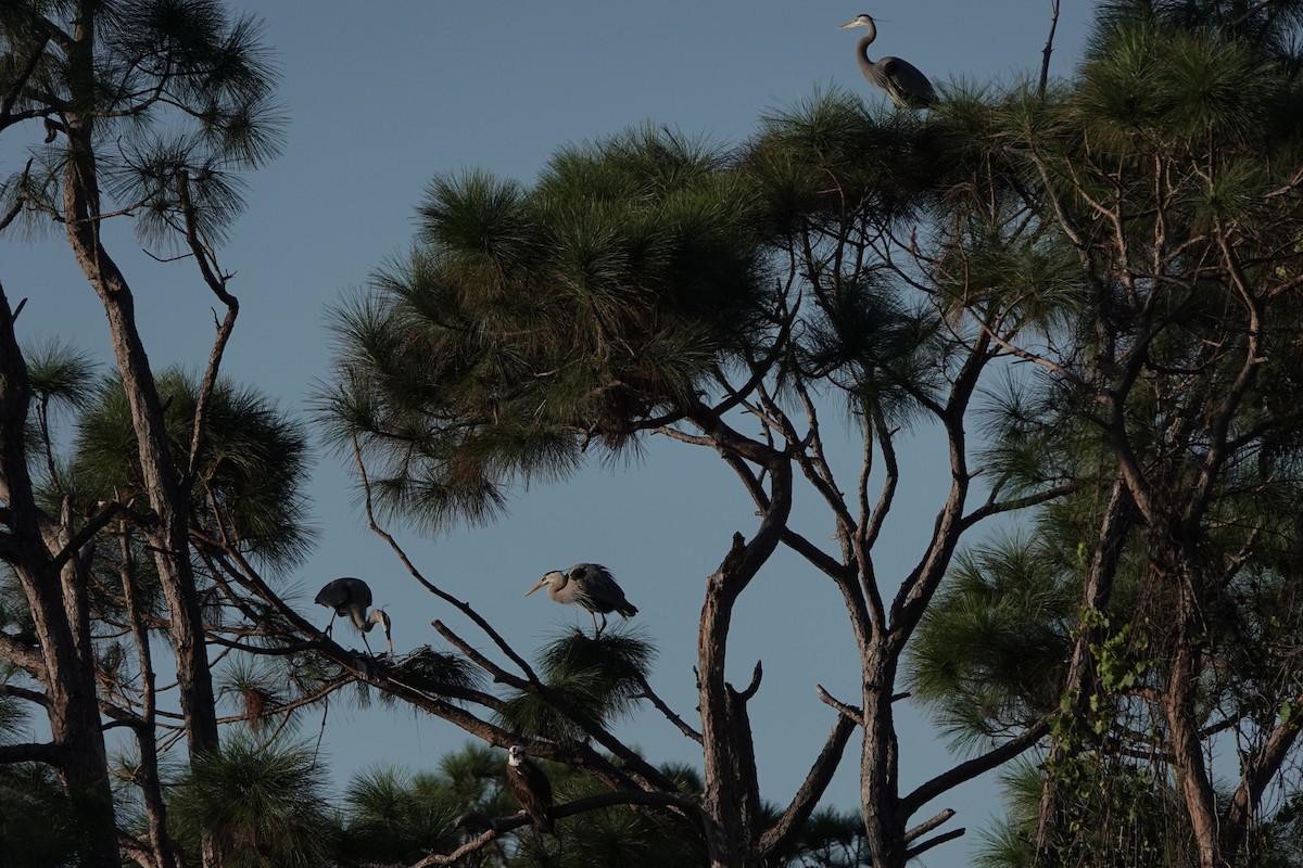 Great Blue Heron - ML629049214