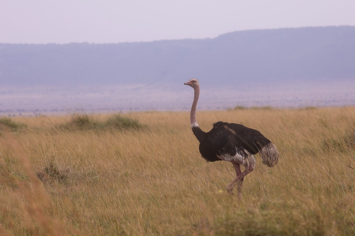 Common Ostrich - ML629049337