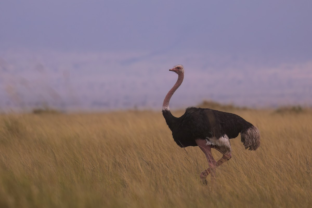 Common Ostrich - ML629049338