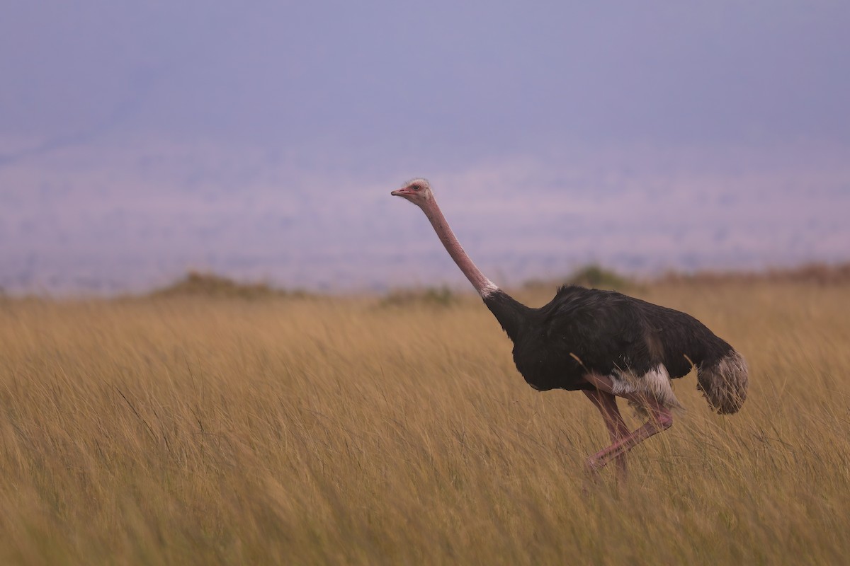 Common Ostrich - ML629049449