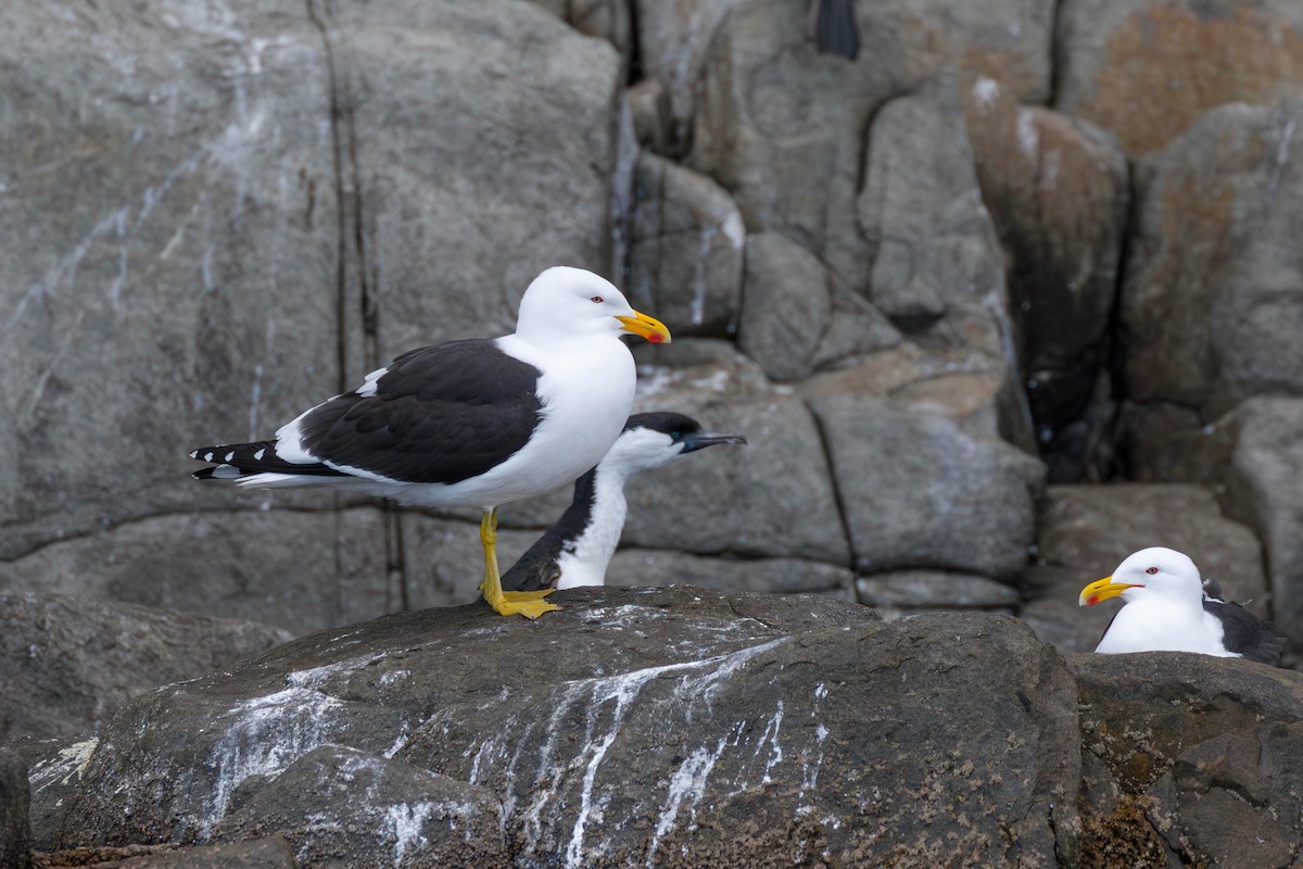 Kelp Gull - ML629049464