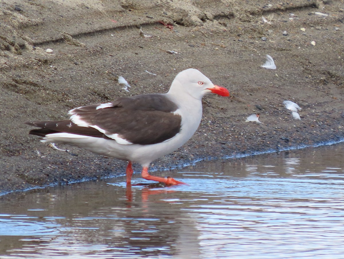 Dolphin Gull - ML629049472