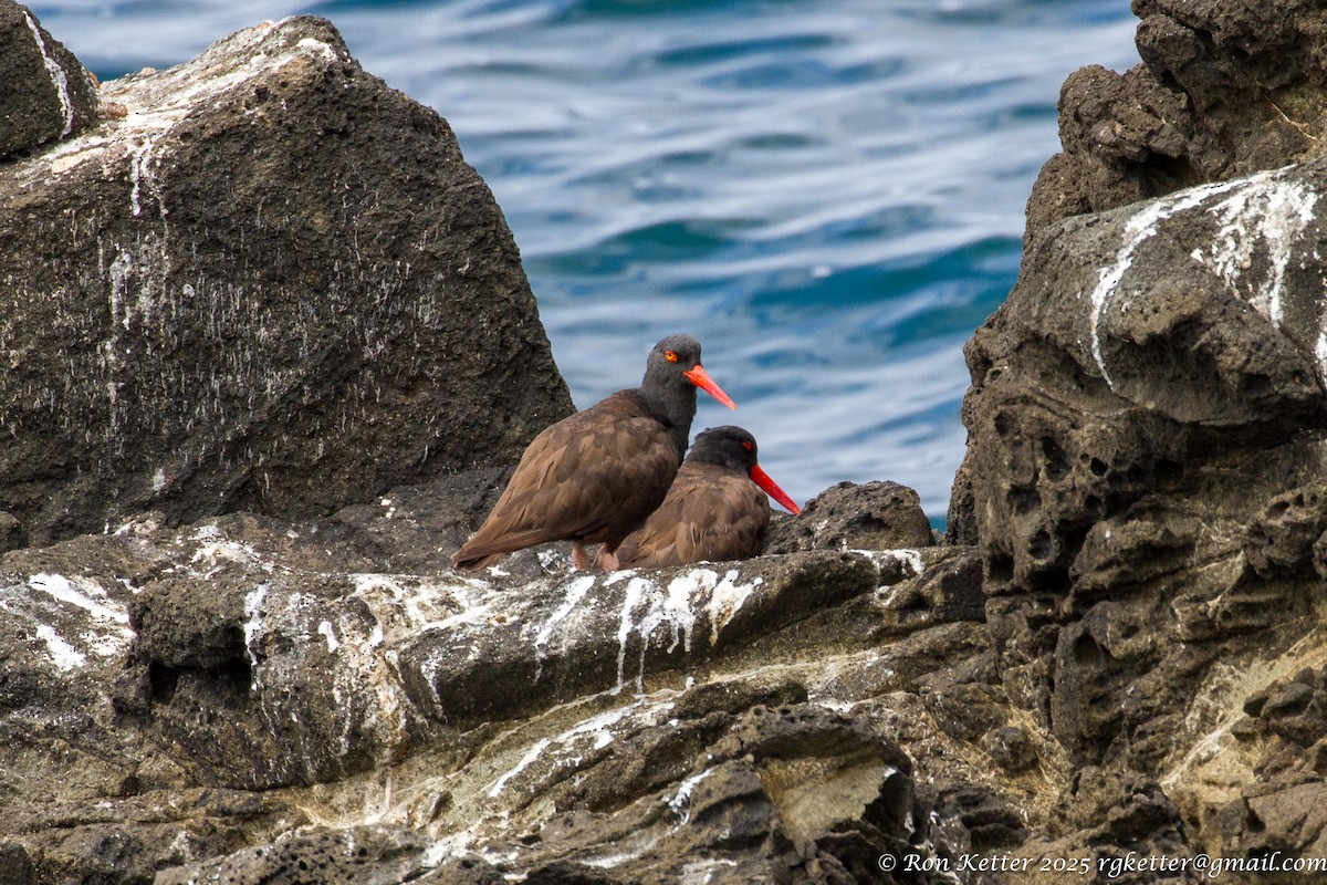 Black Oystercatcher - ML629049595