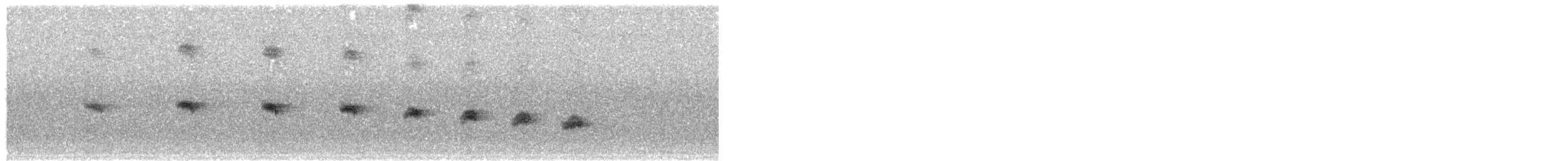 Caura Antbird - ML629049610