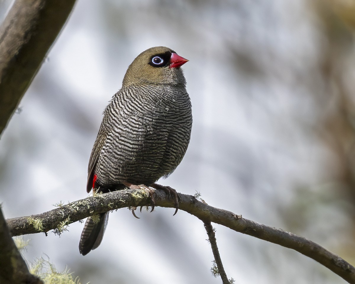 Beautiful Firetail - ML629049611