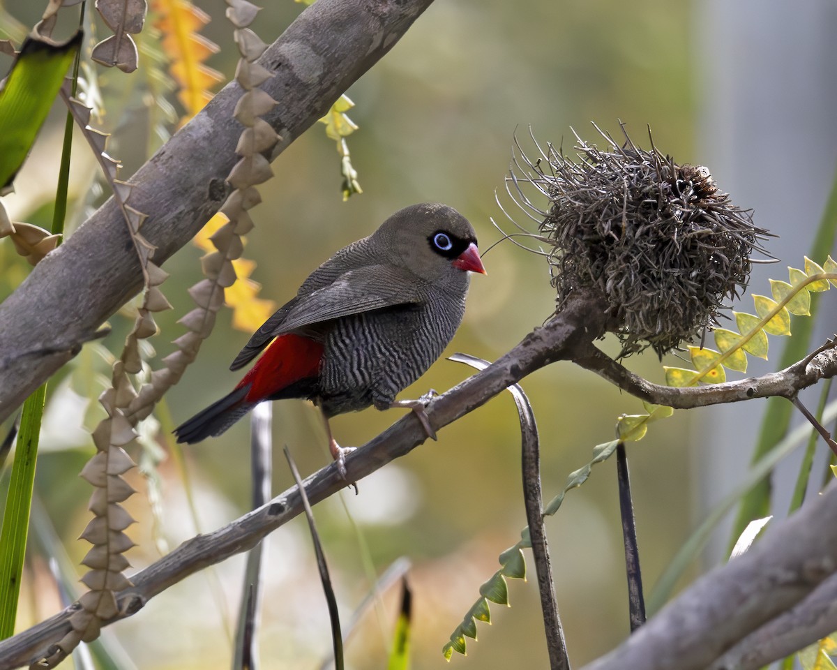 Beautiful Firetail - ML629049618