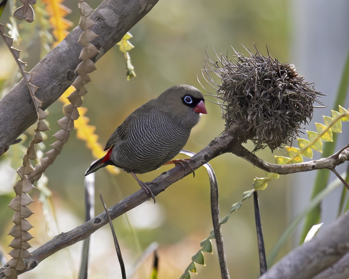 Beautiful Firetail - ML629049629