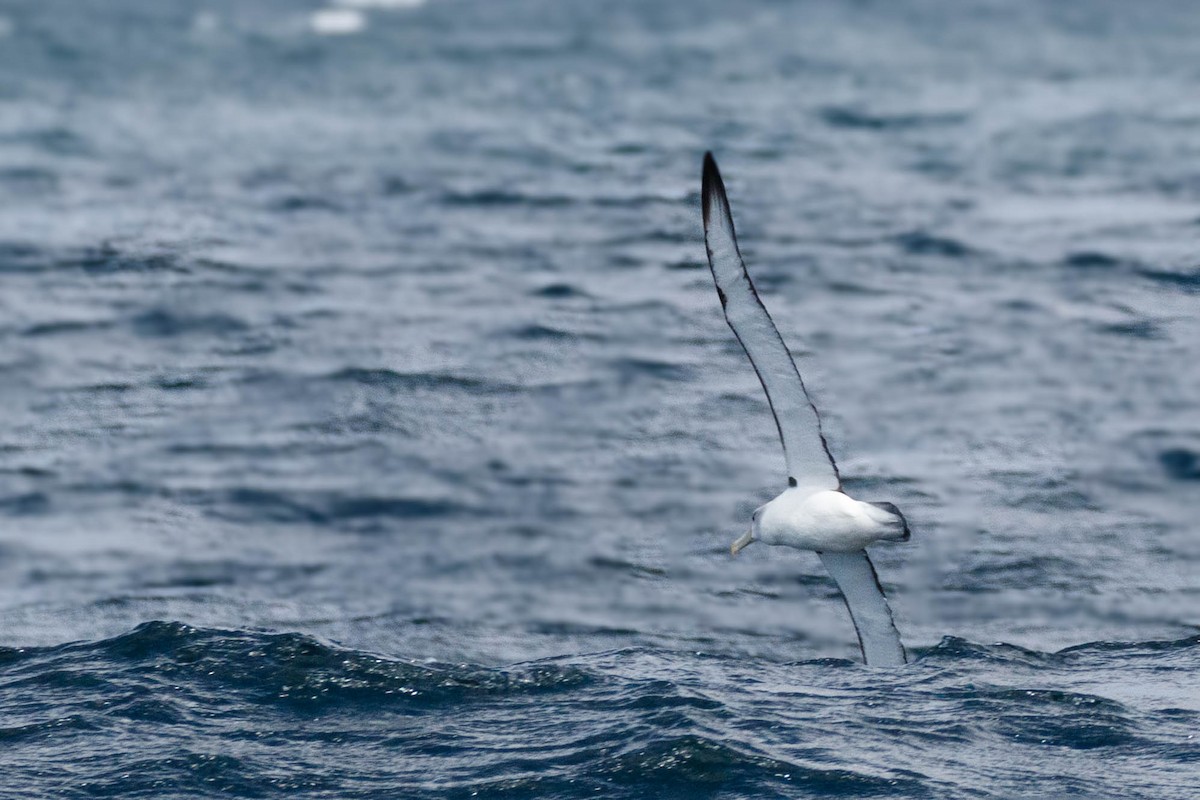 White-capped Albatross - ML629049707