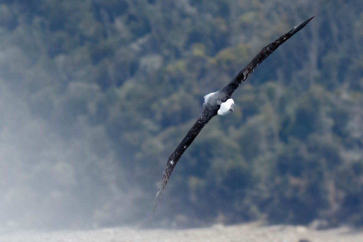 White-capped Albatross - ML629049708