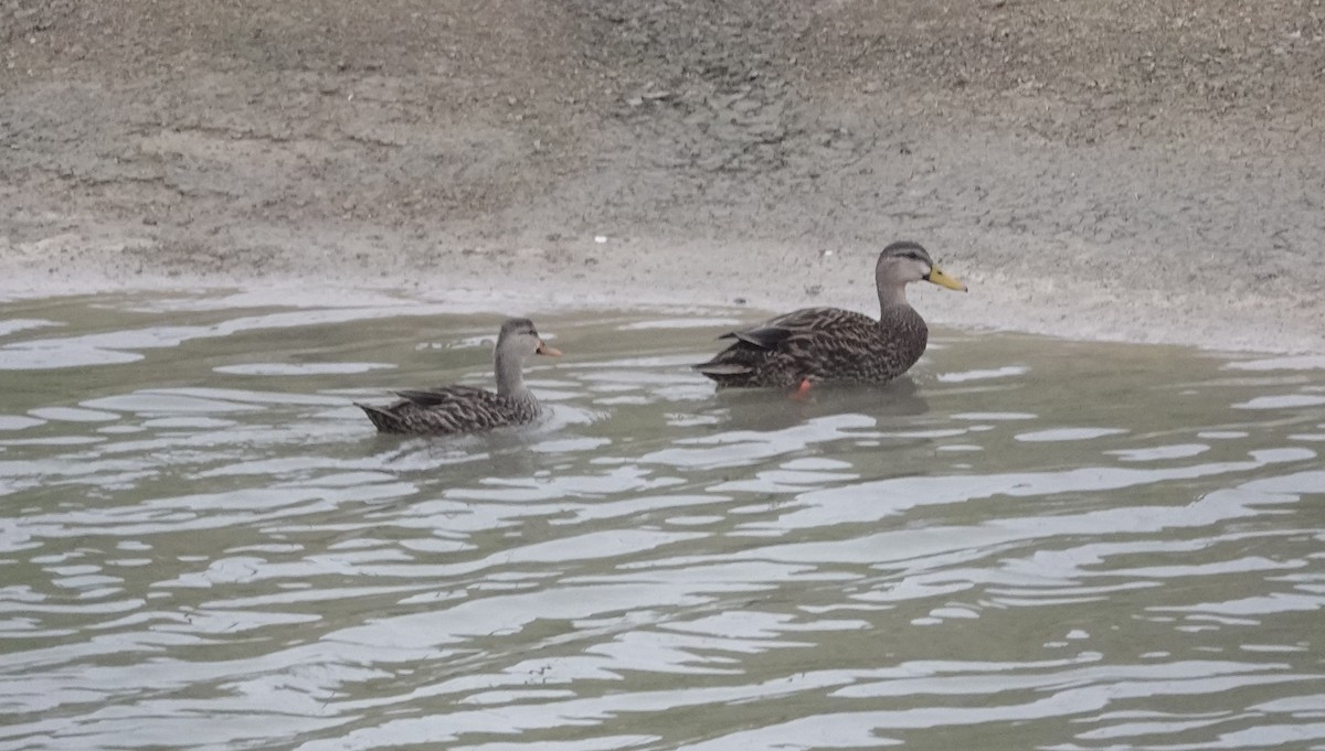 Mottled Duck - ML629049818