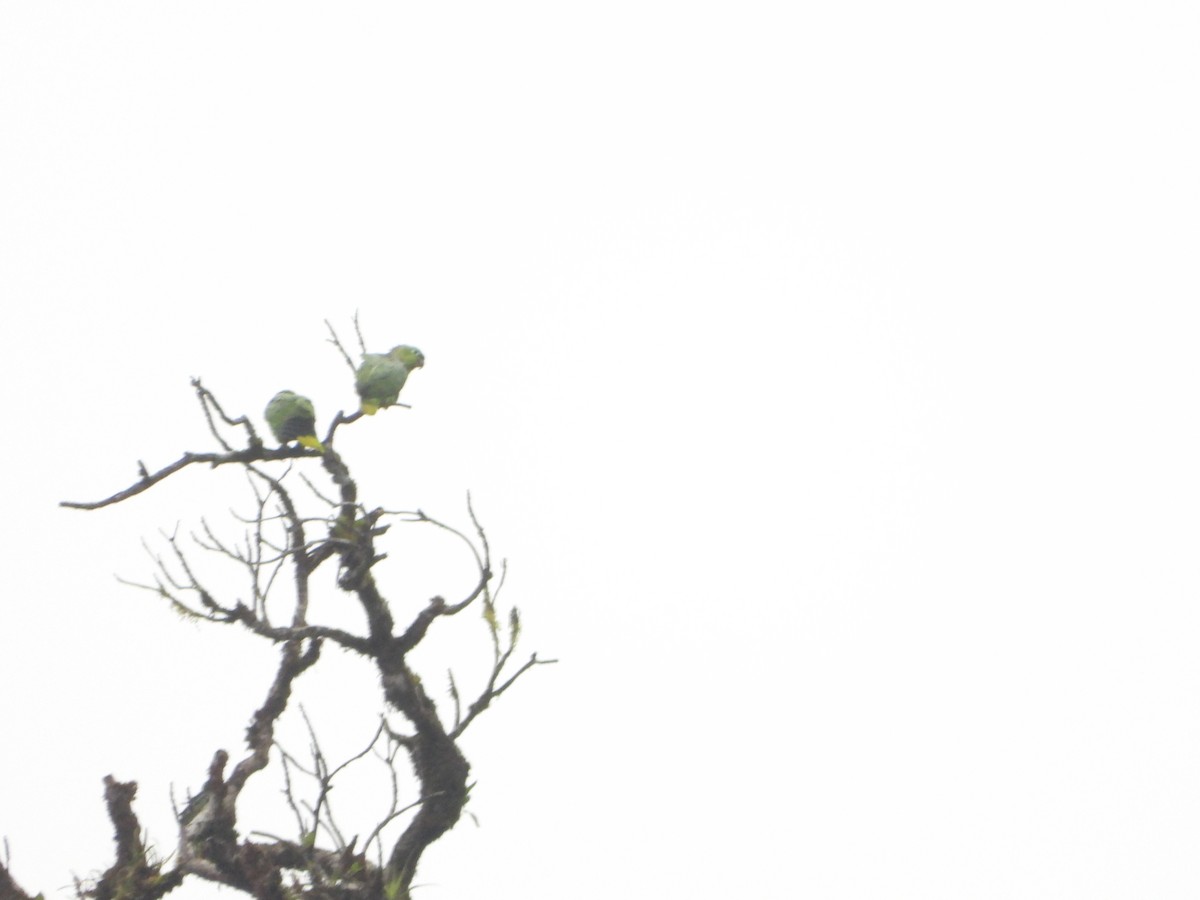 Mealy Amazon - ML629049846