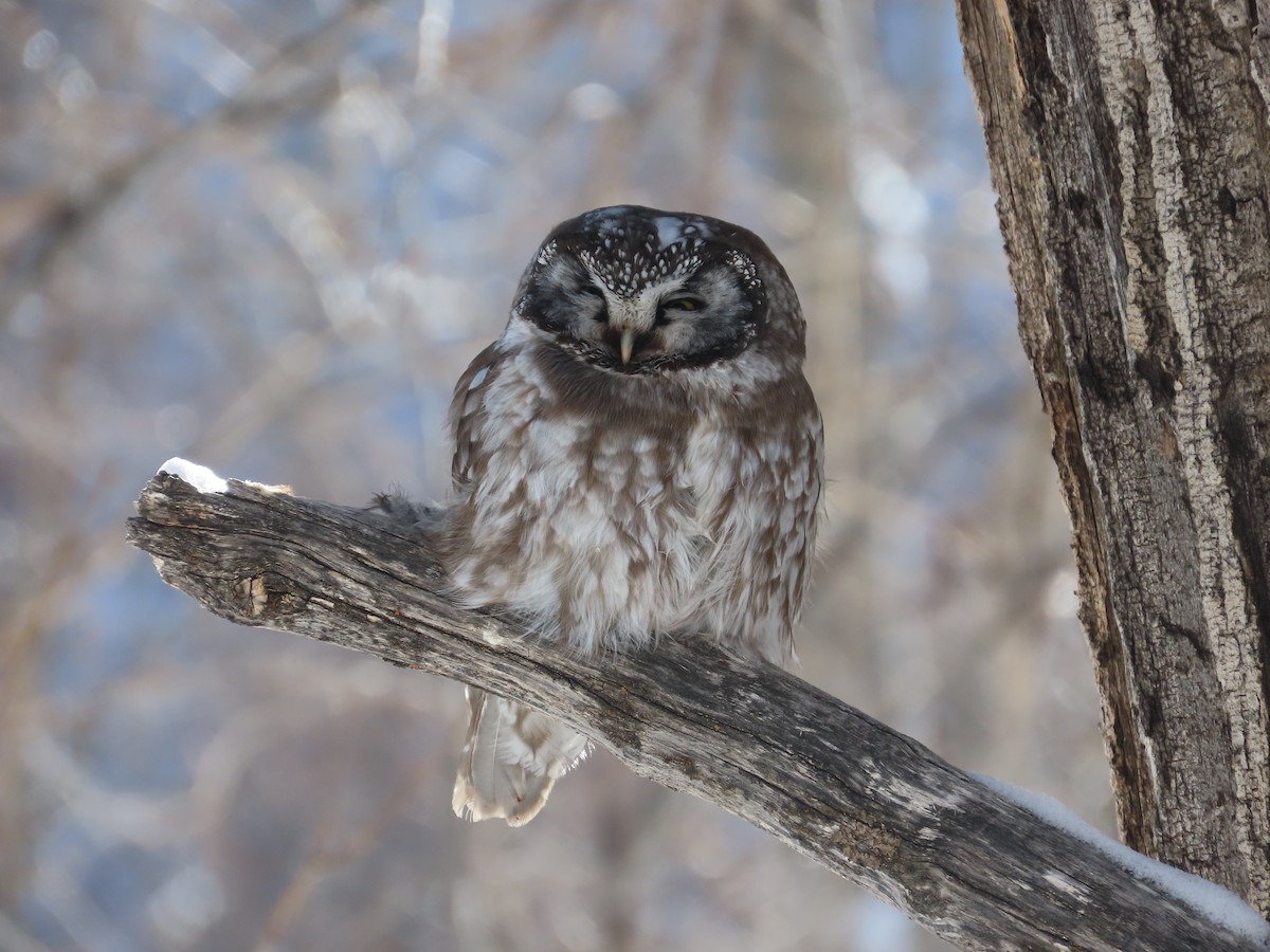 Boreal Owl - ML629050034