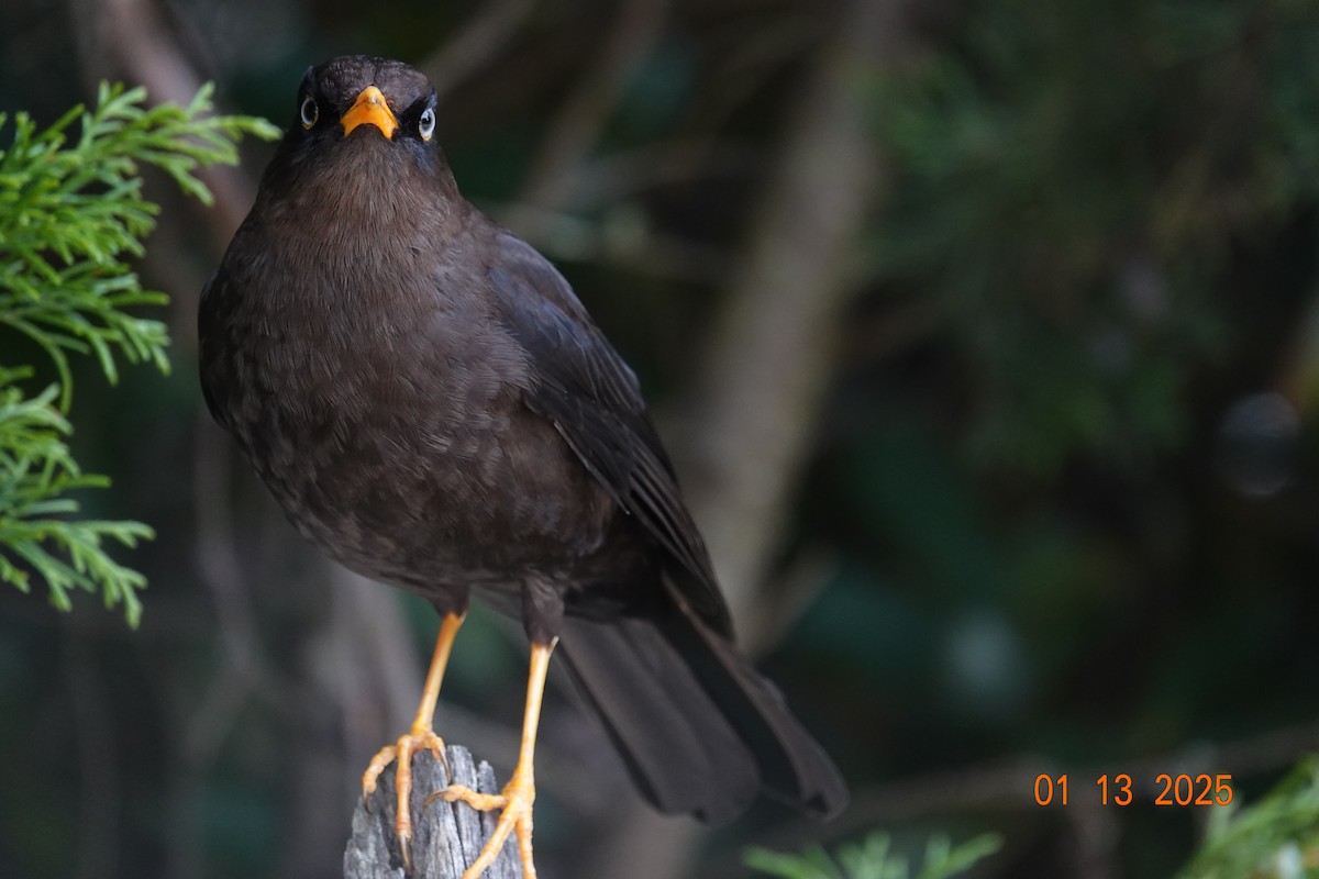 Sooty Thrush - ML629050059