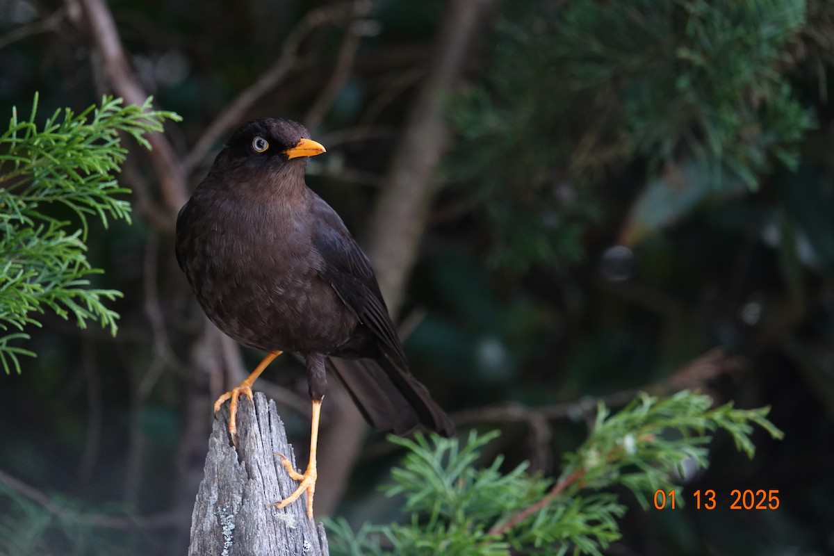 Sooty Thrush - ML629050060