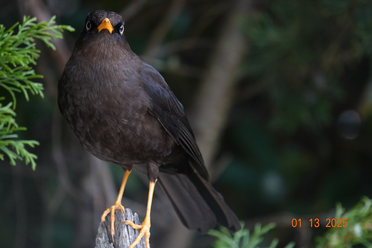 Sooty Thrush - ML629050061