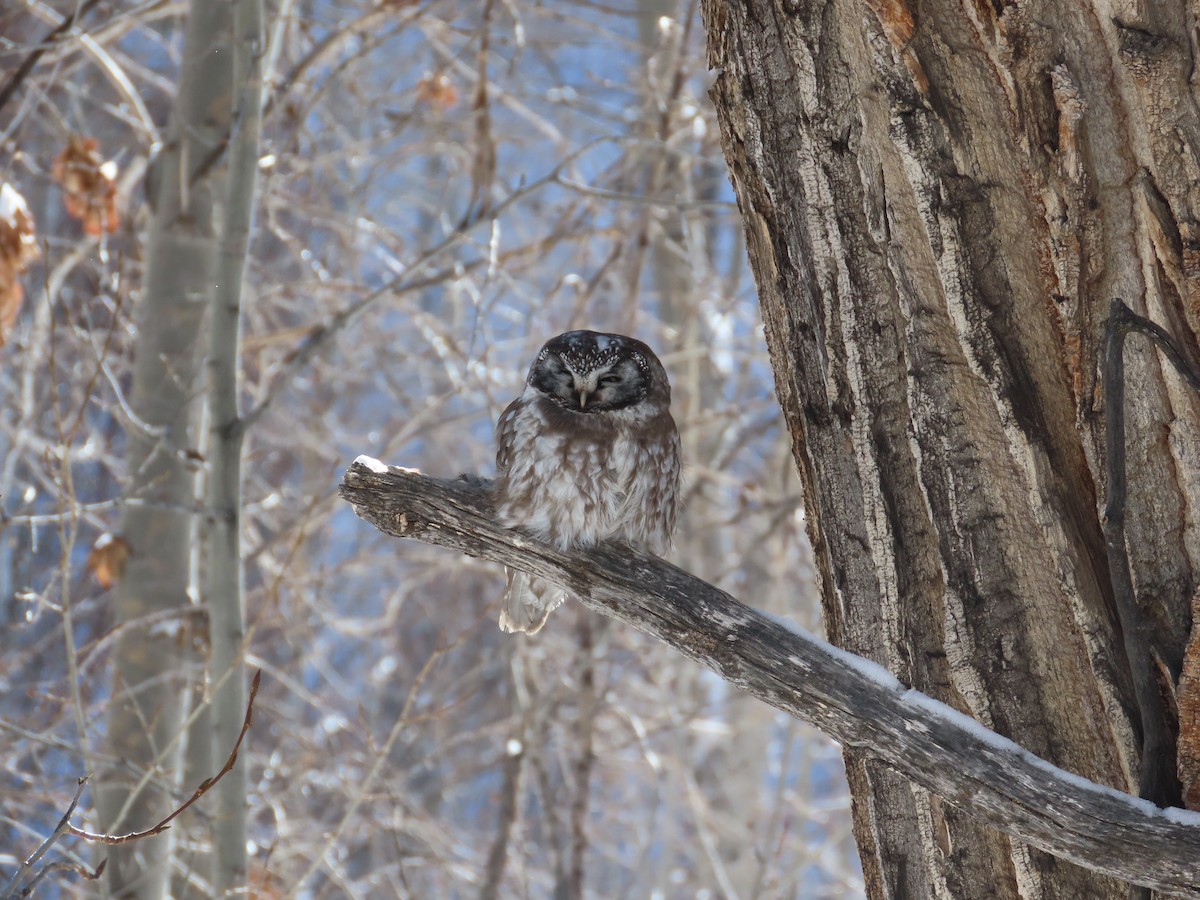 Boreal Owl - ML629050074
