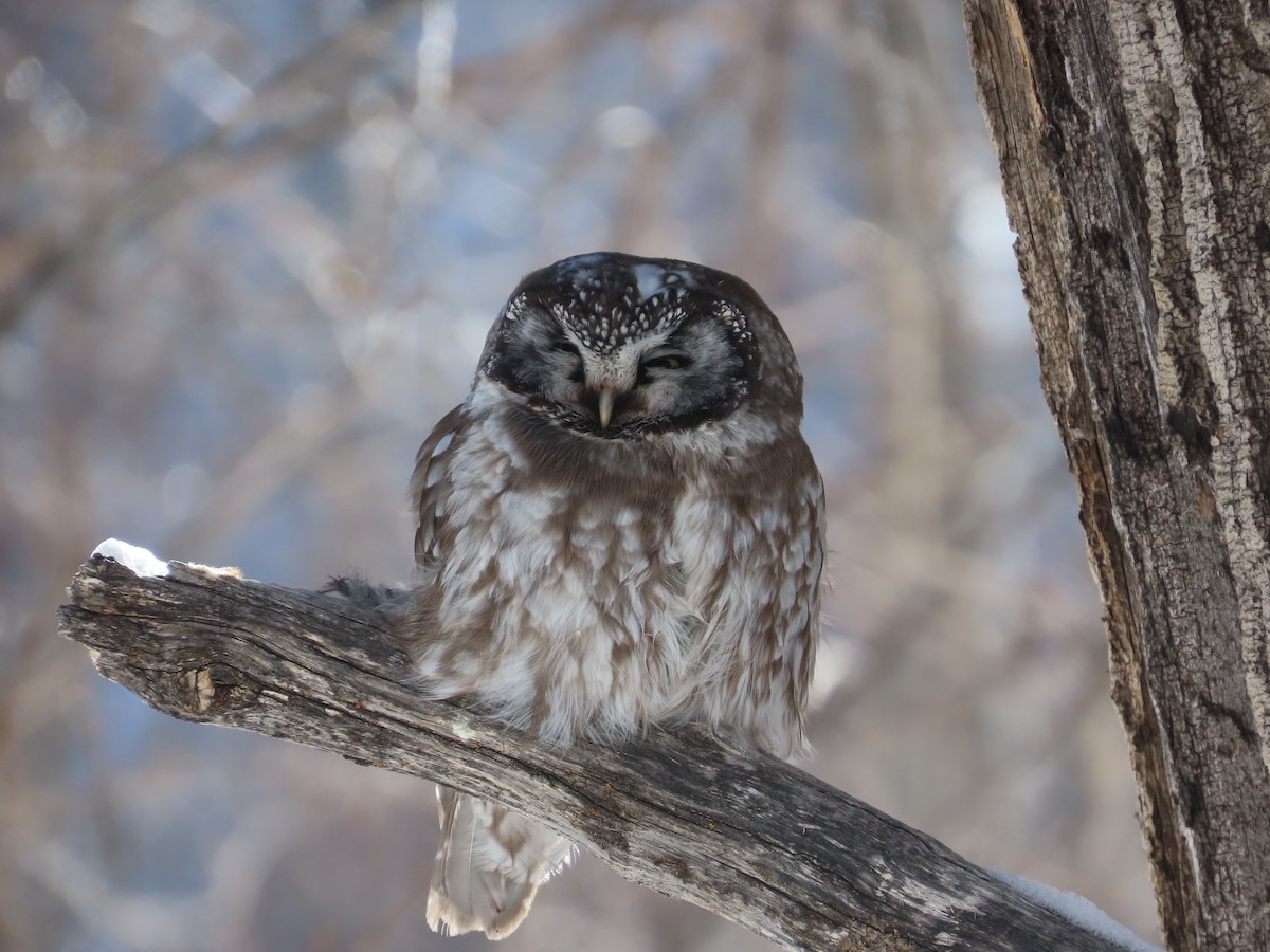 Boreal Owl - ML629050077