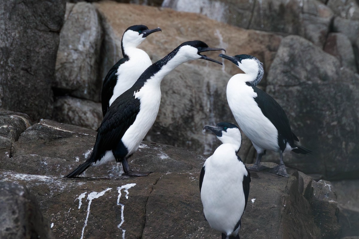 Black-faced Cormorant - ML629050127