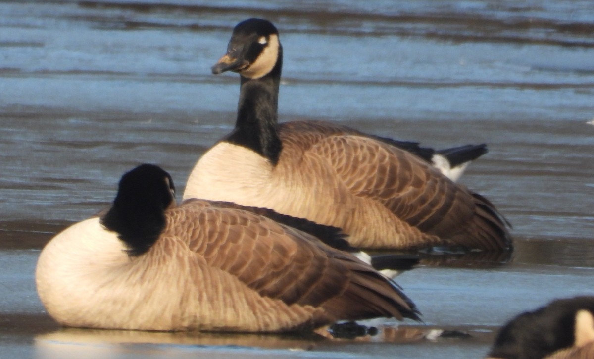 Kanadagans - ML629050191