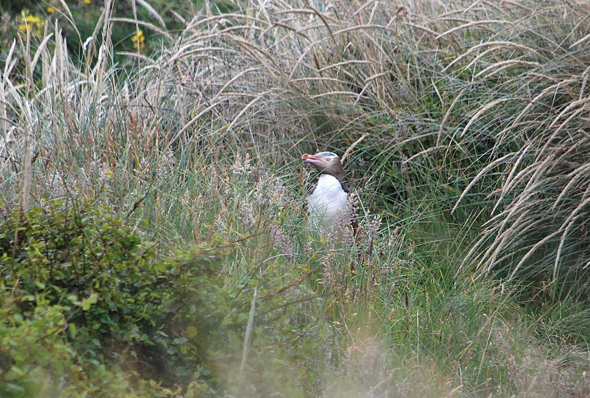 キンメペンギン - ML629050227