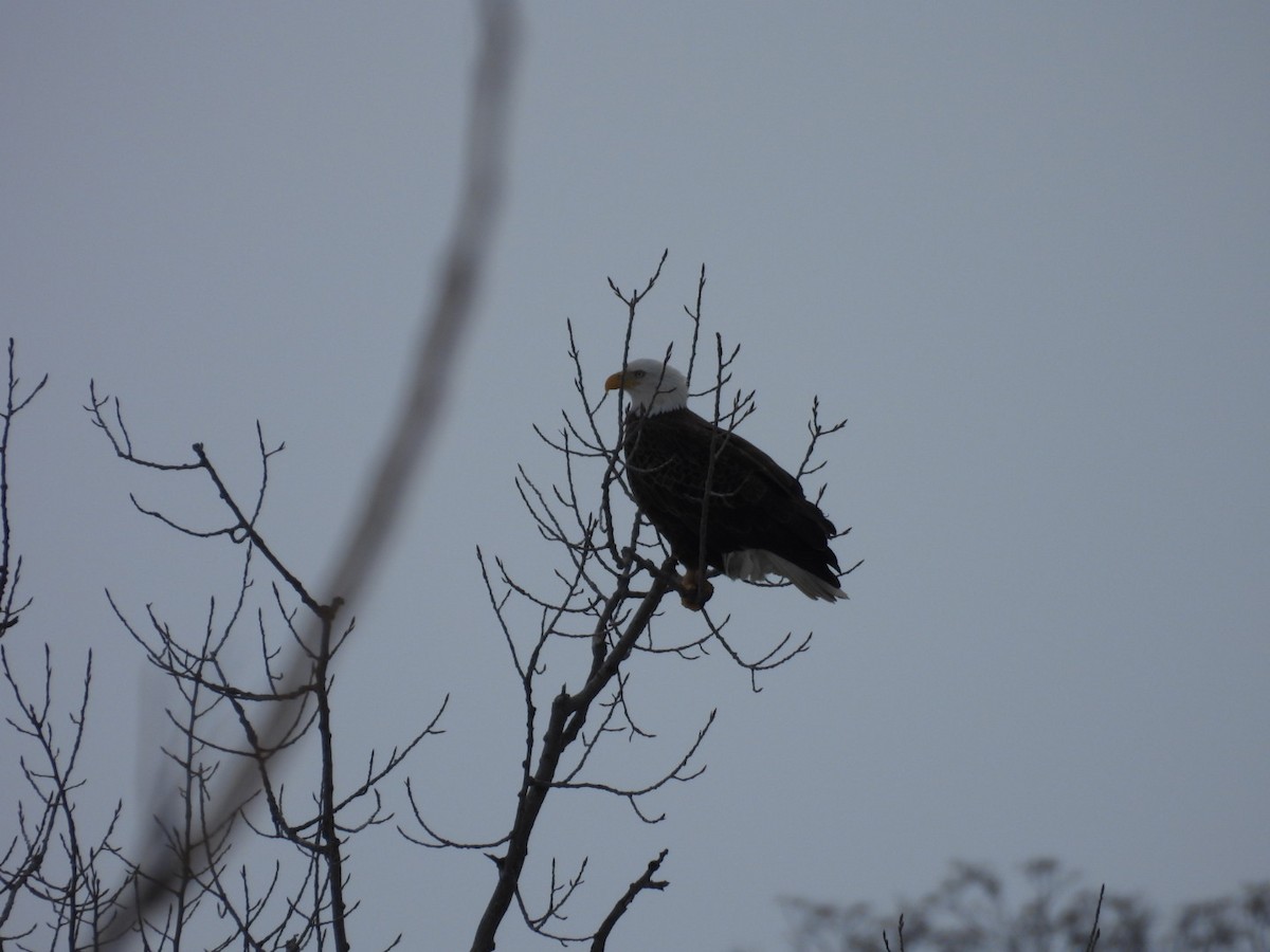 Bald Eagle - ML629050397