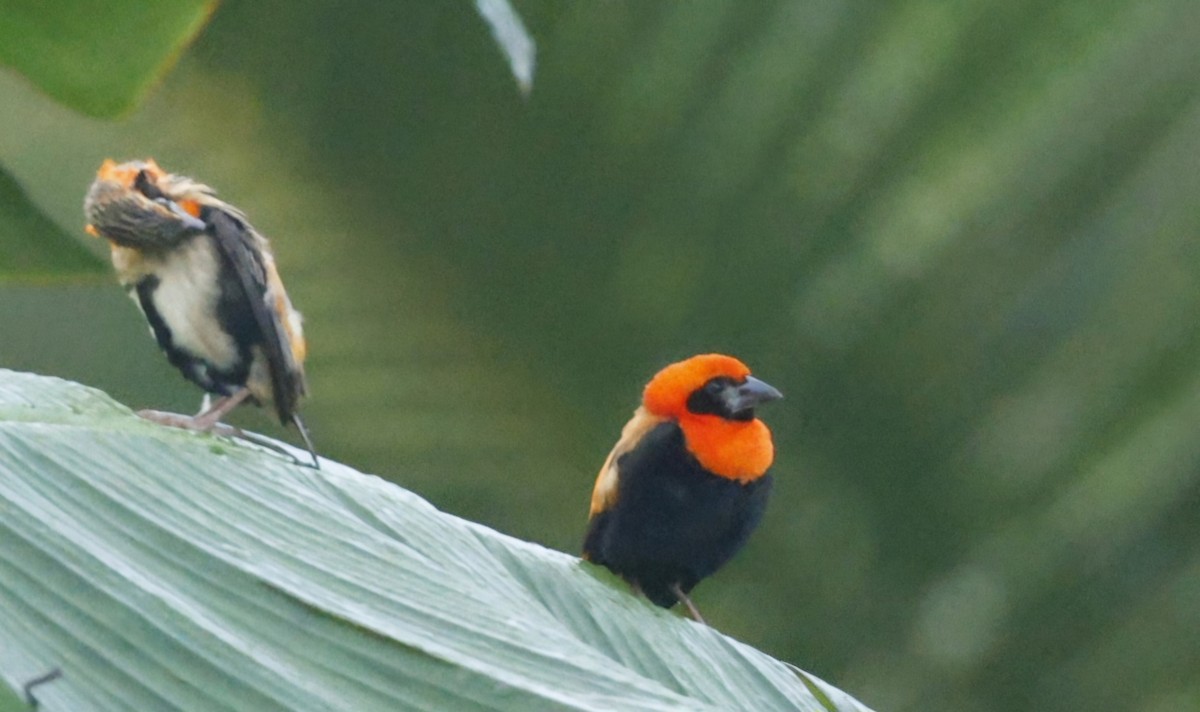 Black-winged Bishop - ML629050400