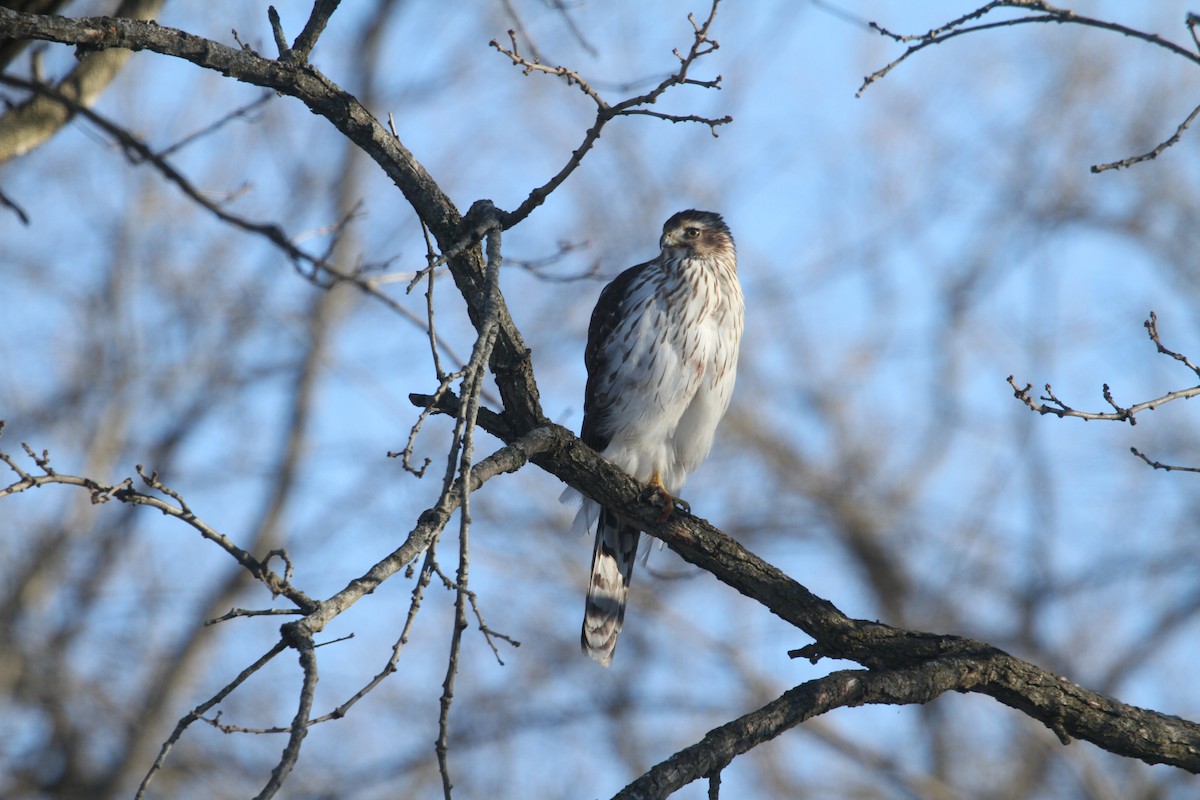 Cooper's Hawk - ML629050414